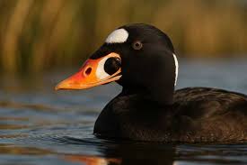 Image result for Melanitta perspicillata