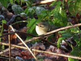 Image result for Phylloscopus humei