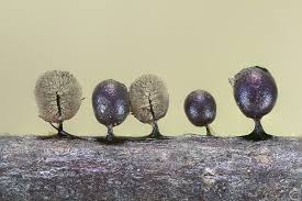 Attēlu rezultāti vaicājumam “Lamproderma ovoideum”