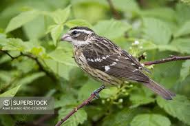 Image result for Pheucticus ludovicianus