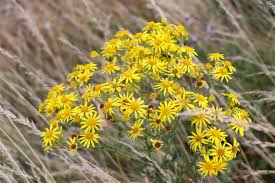 Attēlu rezultāti vaicājumam “Senecio vulgaris flower”