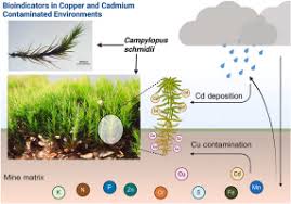 Attēlu rezultāti vaicājumam “Acrocarpous mosses”