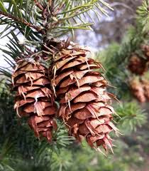 Attēlu rezultāti vaicājumam “Pseudotsuga menziesii”