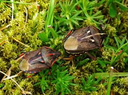 Attēlu rezultāti vaicājumam “Jalla dumosa imago”