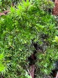 Attēlu rezultāti vaicājumam “Campylopus introflexus”