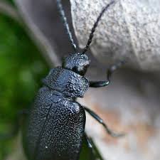 Attēlu rezultāti vaicājumam “Galeruca tanaceti”