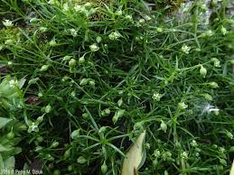 Attēlu rezultāti vaicājumam “Sagina procumbens fruit”