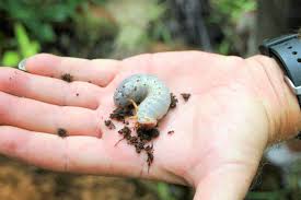 Attēlu rezultāti vaicājumam “Oryctes nasicornis larva”