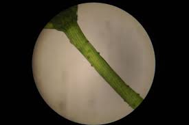 Attēlu rezultāti vaicājumam “Chara contraria”