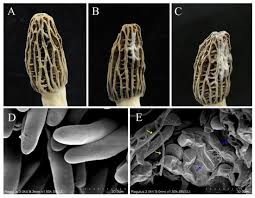 Attēlu rezultāti vaicājumam “Comatricha meandrispora spores”