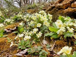 Attēlu rezultāti vaicājumam “Primula”