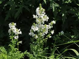 Image result for Polemonium coeruleum album