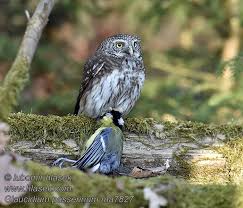 Attēlu rezultāti vaicājumam “Glaucidium passerinum adult”