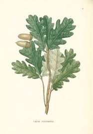 Attēlu rezultāti vaicājumam “Quercus robur Fastigiata leaf”