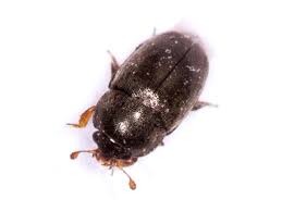 Attēlu rezultāti vaicājumam “Meligethes sp.”