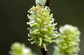 Attēlu rezultāti vaicājumam “Salix aurita flower”