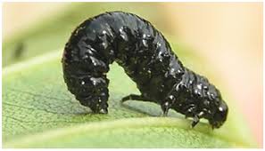 Attēlu rezultāti vaicājumam “Agelastica alni”