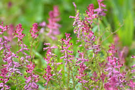 Image result for Fumaria officinalis