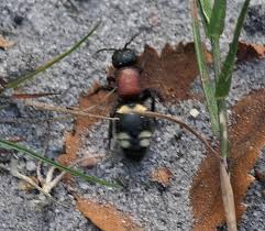 Attēlu rezultāti vaicājumam “Mutilla europaea”