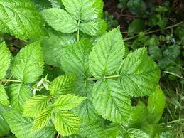 Attēlu rezultāti vaicājumam “Rubus idaeus leaf”
