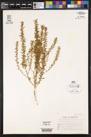 Image result for Chenopodium botrys