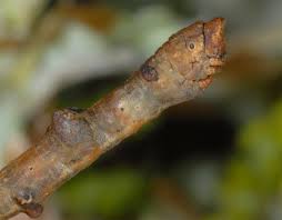 Attēlu rezultāti vaicājumam “Hypomecis roboraria”