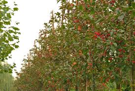 Attēlu rezultāti vaicājumam “Euonymus europaeus”