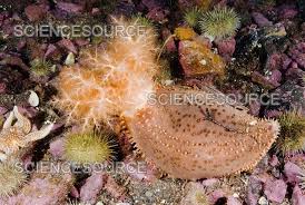 Image result for Cucumaria frondosa