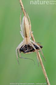 Attēlu rezultāti vaicājumam “Tibellus oblongus”