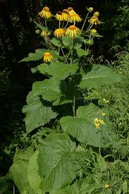 Image result for Telekia speciosa