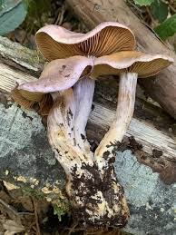 Attēlu rezultāti vaicājumam “Cortinarius traganus”