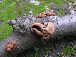 Attēlu rezultāti vaicājumam “Encoelia furfuracea”