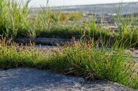 Attēlu rezultāti vaicājumam “Juncus gerardii”