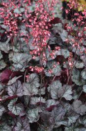 Image result for Heuchera Metallica