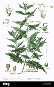 Attēlu rezultāti vaicājumam “Hordelymus europaeus fruit”