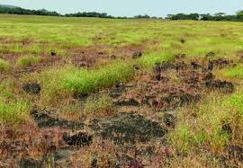 Attēlu rezultāti vaicājumam “Isoetaceae”