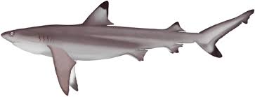 Image result for Carcharhinus melanopterus