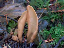 Attēlu rezultāti vaicājumam “Otidea leporina”