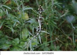 Attēlu rezultāti vaicājumam “Gnaphalium sylvaticum”