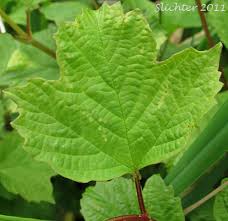 Attēlu rezultāti vaicājumam “Viburnum opulus leaf”