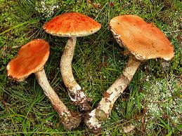 Attēlu rezultāti vaicājumam “Leccinum aurantiacum”