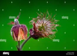 Attēlu rezultāti vaicājumam “Pulsatilla pratensis bud”
