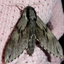 Attēlu rezultāti vaicājumam “Sphinx pinastri”