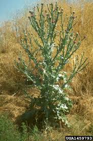Image result for Onopordum acanthium