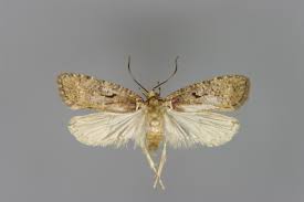 Attēlu rezultāti vaicājumam “Agonopterix ciliella imago”