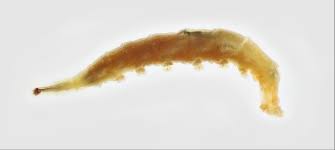 Attēlu rezultāti vaicājumam “Empididae”