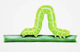 Attēlu rezultāti vaicājumam “Eulithis mellinata”