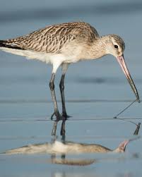 Attēlu rezultāti vaicājumam “Limosa lapponica”