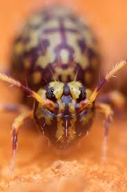 Attēlu rezultāti vaicājumam “Ptenothrix sp.”