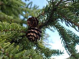 Attēlu rezultāti vaicājumam “Picea”